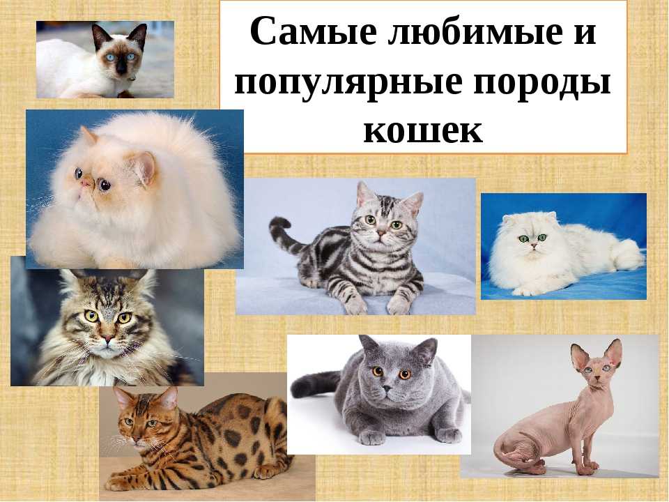 Самые популярные породы кошек в мире, названия и фотографии