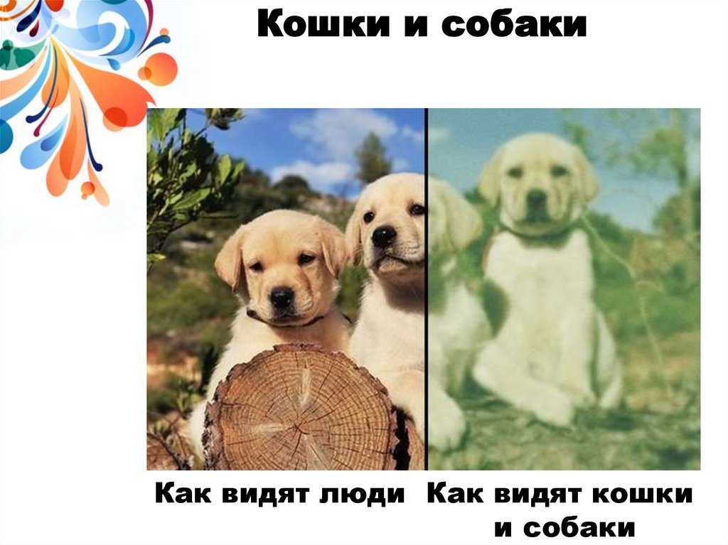 Как видят собаким мир и какие цвета различают