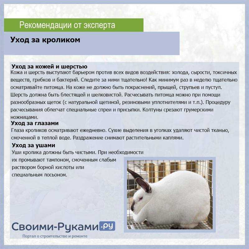 Как сделать клетку для декоративного кролика