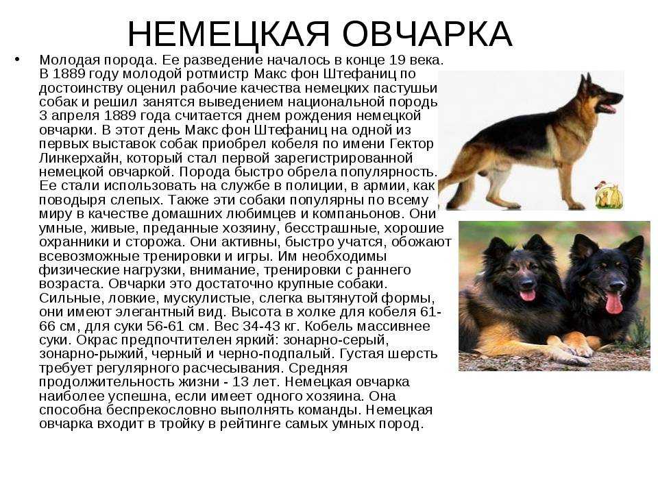 Характеристика японских хинов: особенности внешности и характера собак