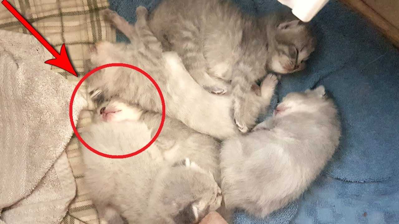 Всё о животных: помогите!!!! у нас кошка съела своих котят спустя неделю!!!