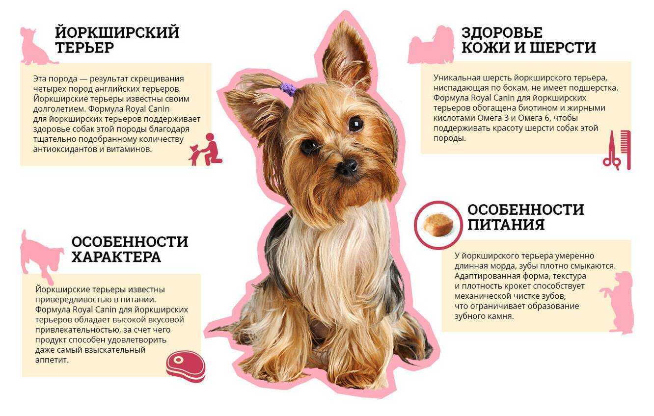 Уход и содержание чихуахуа от щенка до взрослой особи