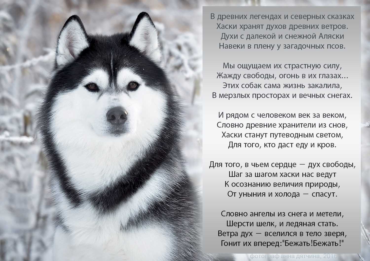 Как выбрать, ухаживать и воспитывать щенков хаски