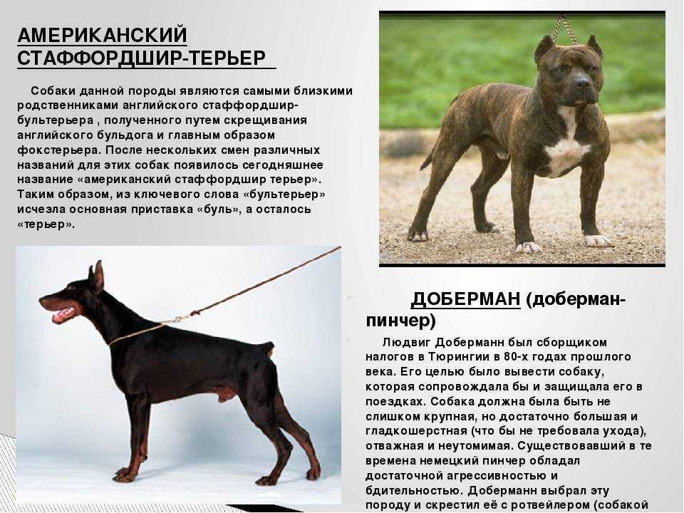 Узнай свой характер по породе собаки
