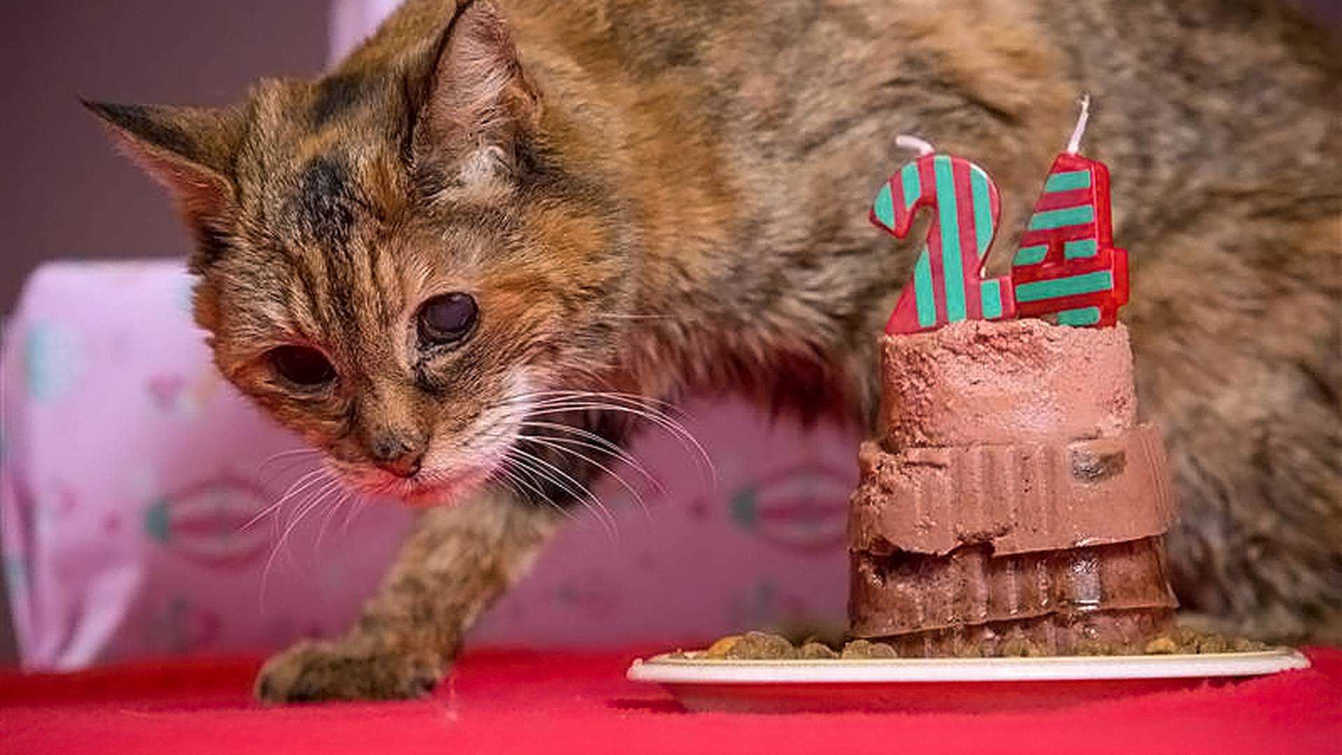Кормление старых кошек