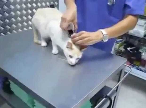 Как обездвижить кота?