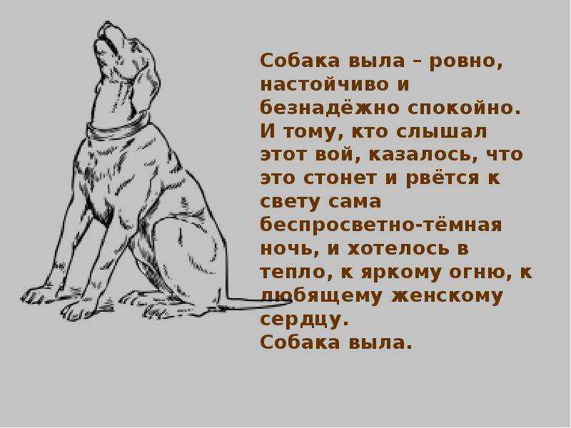 Беспокойное поведение собаки: причины и провоцирующие факторы | звери дома