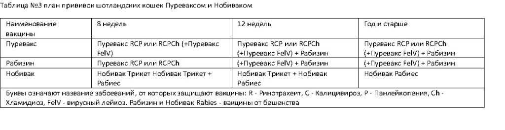 Почему у кошек породы скоттиш-фолд такие странные уши: правильный ответ знают не все