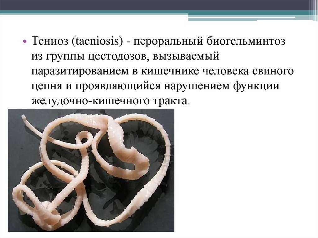 Глисты у кошек: симптомы, методы лечения и способы заражения гельминтами (инструкция + рекомендации)