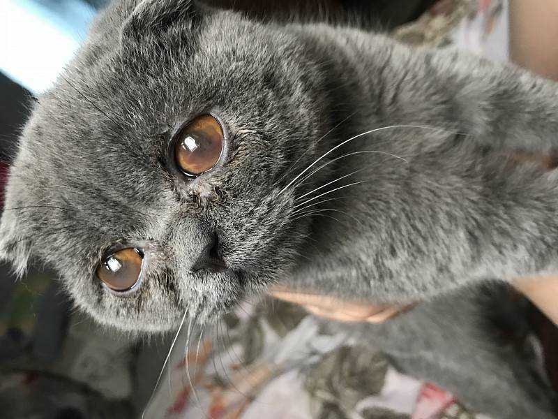 У кошки слезятся глаза, что делать