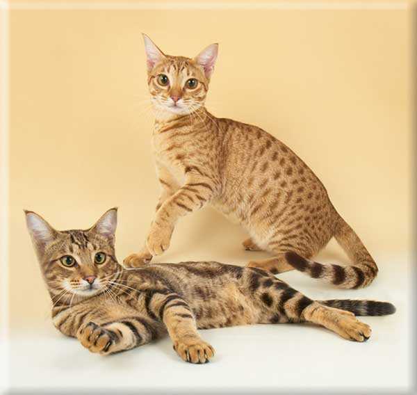 Оцикет кошка фото и описание породы ocicat