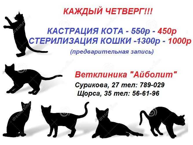 Стерилизация кошки от а до я: советы ветврача