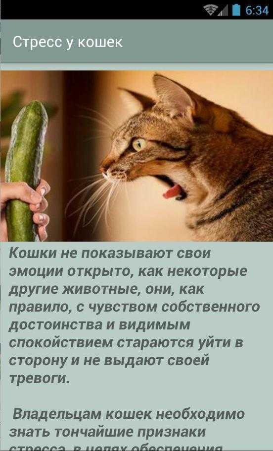 Стресс у кошек и котов - симптомы, лечение, препараты, причины появления | наши лучшие друзья