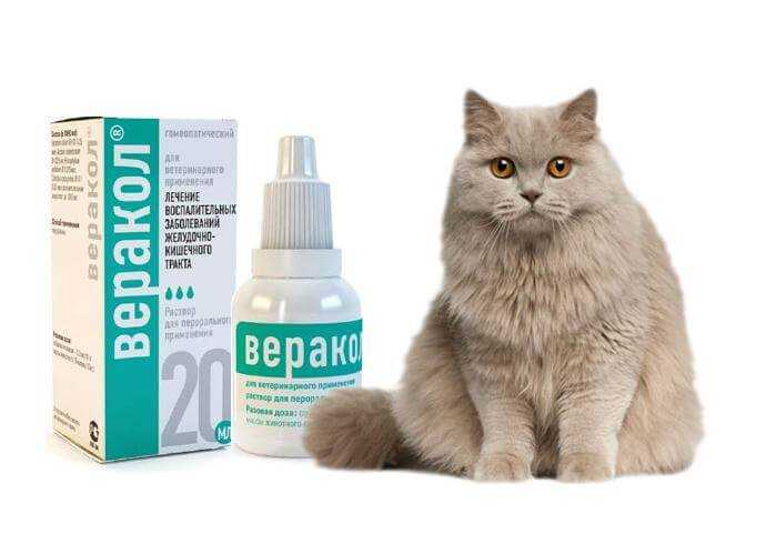 Антибиотики для кошек