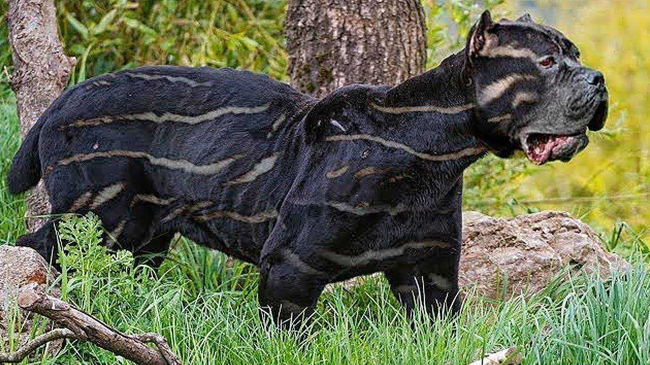 Топ 10 самых редких пород собак в мире - с названиями и фотографиями