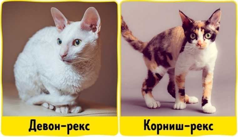 Корниш рекс: особенности породы, характера, ухода и воспитания