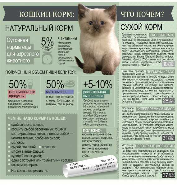 Рецепты бюджетных блюд собственного приготовления для кошки. заготовка еды впрок