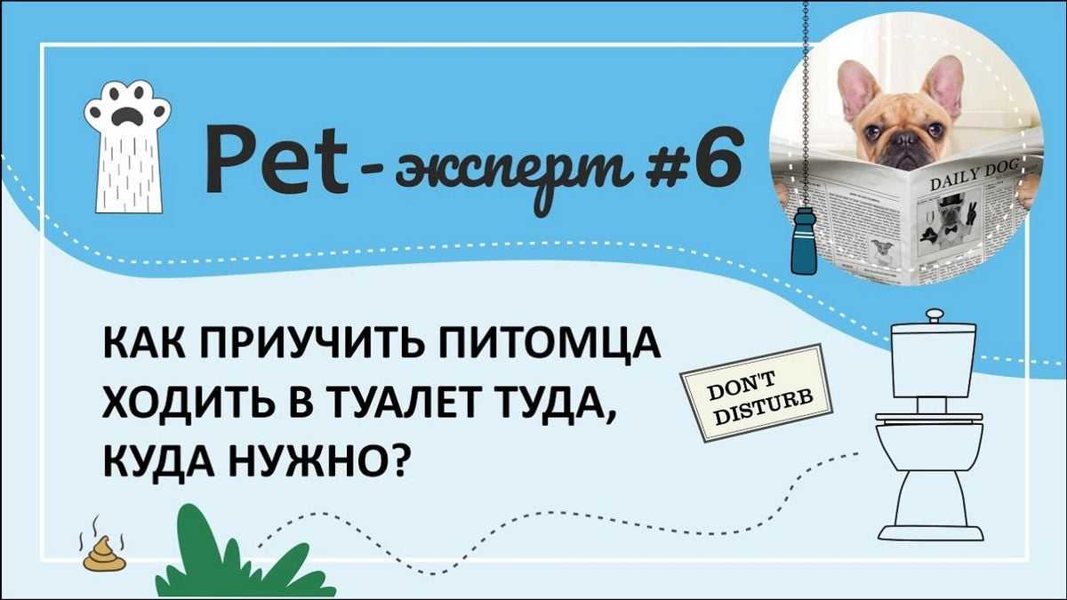 Как приучить собаку к унитазу