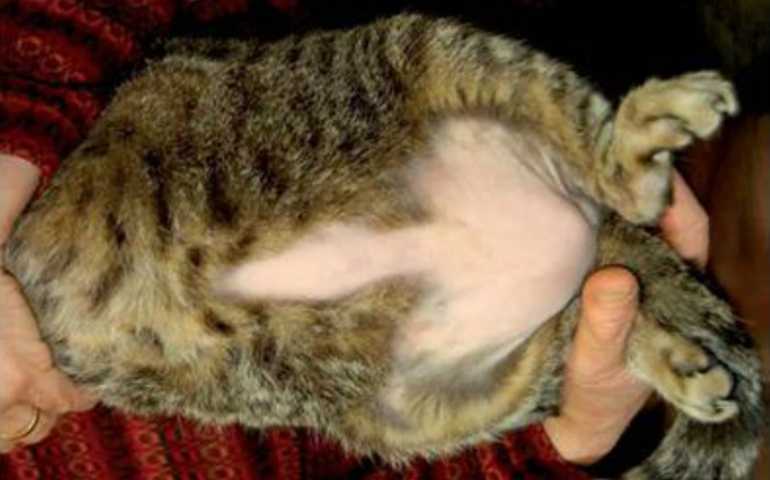 Облысение у кошек: причины, симптомы и лечение, профилактика