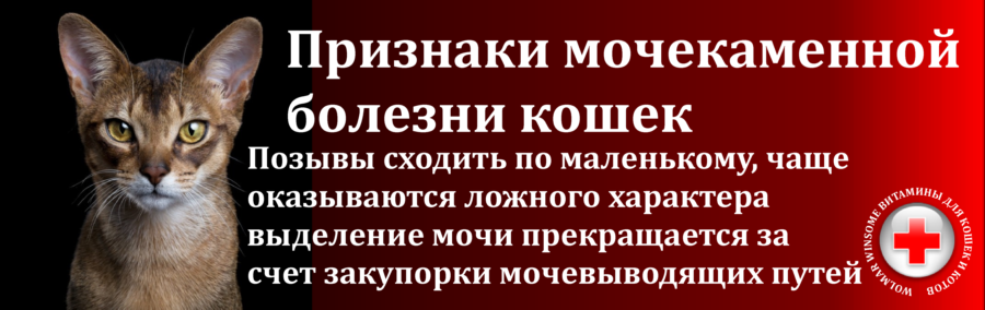 15 распространенных болезней домашних кошек и их симптомы