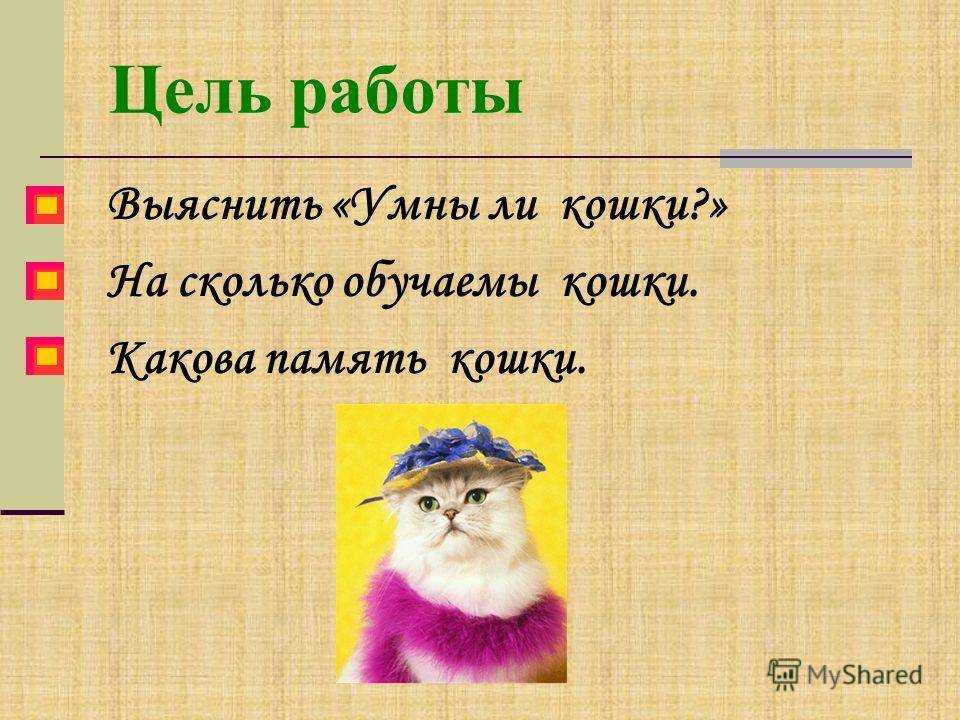 Как устроена кошачья память | mycatinbox.ru