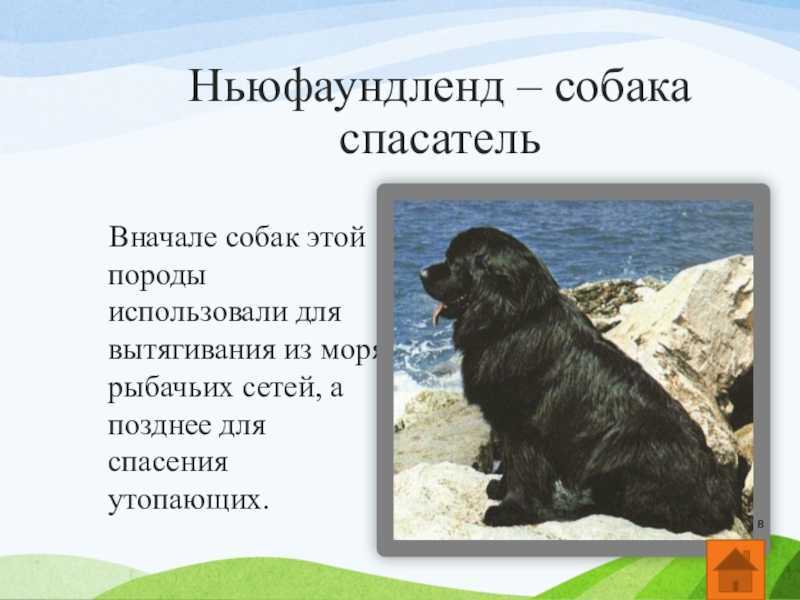 Ньюфаундленд (водолаз) — фото собаки, описание и характер, особенности ухода
