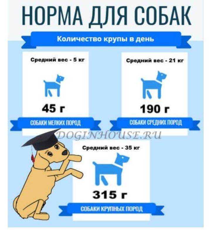 Какие каши можно собакам: мелких, средних, крупных пород, а какие крупы лучше исключить и почему