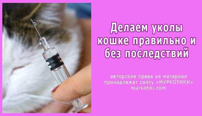 Как делать уколы кошке