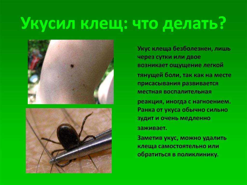 Что делать, если кошку укусил иксодовый клещ? — domovod.guru