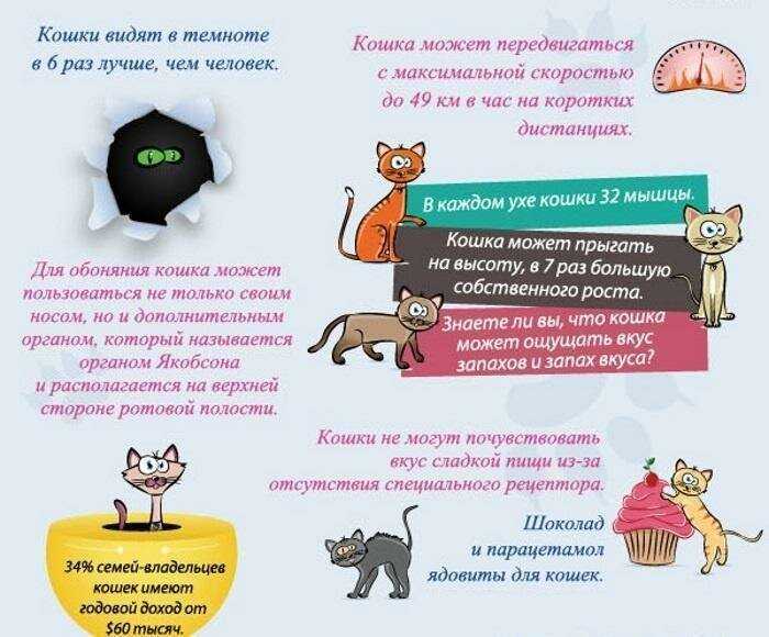 Интересные факты о кошках. 50 интересных фактов о кошках. | интересные факты