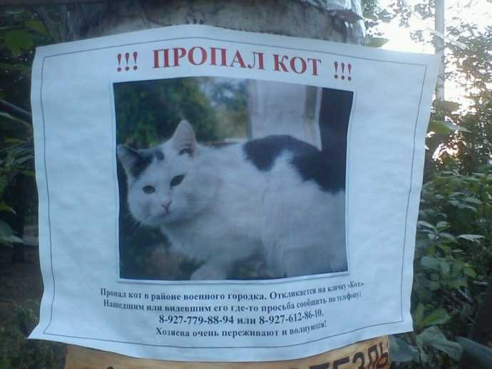 Пропал кот: как узнать, живой ли он, что делать, если кошка потерялась, почему животное уходит из дома