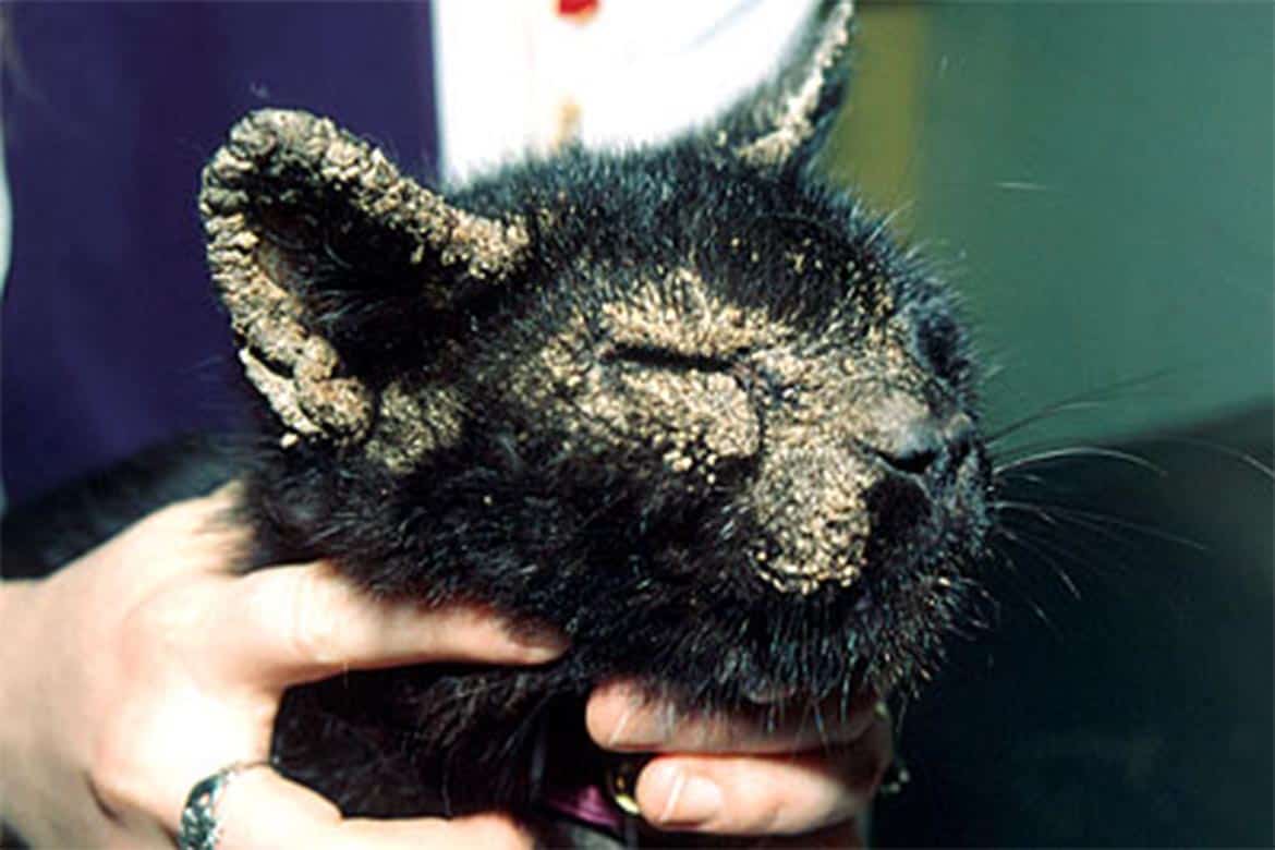 Ушной клещ у кошек: лечение в домашних условиях | звери дома