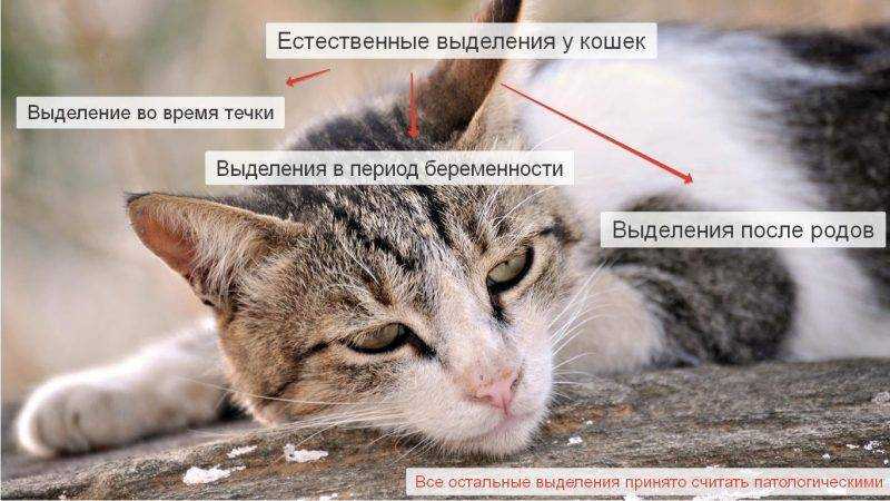 Выделения у кошки перед родами, что считать нормой, а что патологией | ваши питомцы