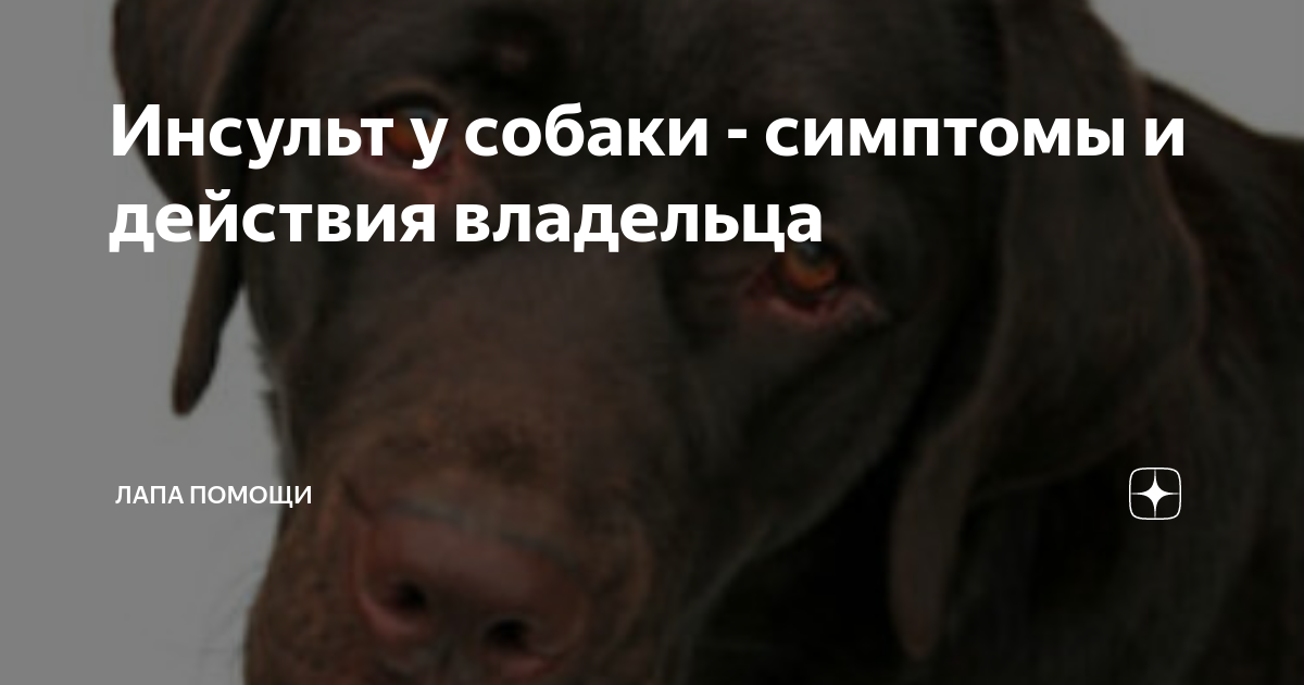 Симптомы и первые признаки инсульта у собак