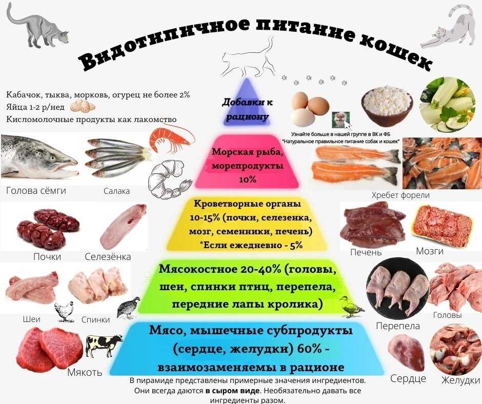 Смешанное питание для кошек - как правильно кормить кота?