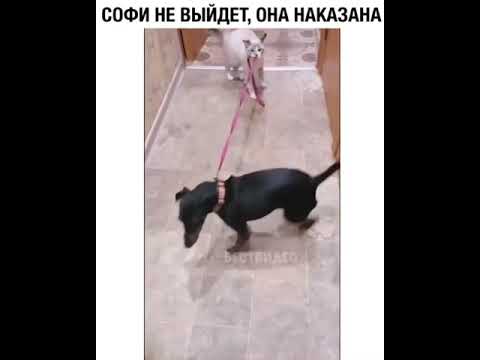 Как правильно наказывать кошку или кота