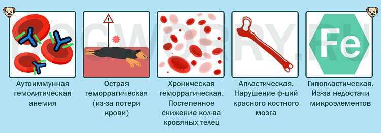 Анемия у собак: её виды, симптомы и лечение болезни в домашних условиях, причины появления и как лечить у щенков и взрослых питомцев