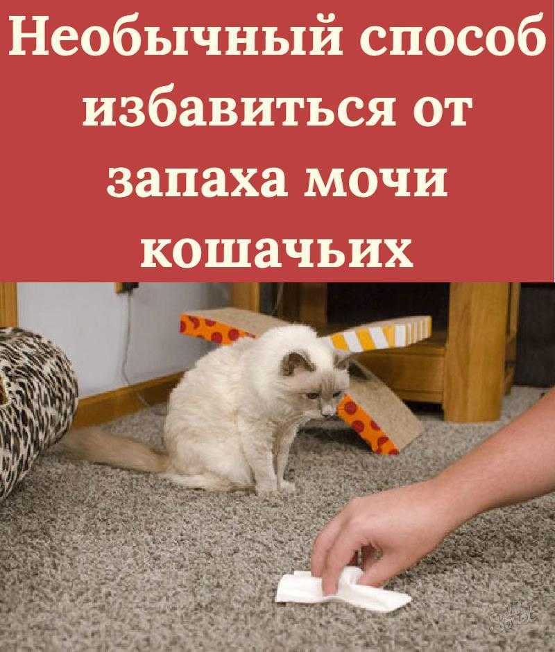 Как отучить кота метить территорию, углы в доме, квартире, без кастрации