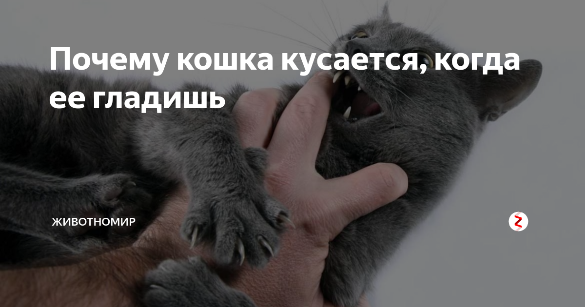Часто кошки кусаются когда их гладят хозяева а потом лижут место укуса почему так происходит Что делать чтобы не быть искусанным Как и где правильно гладить кошку