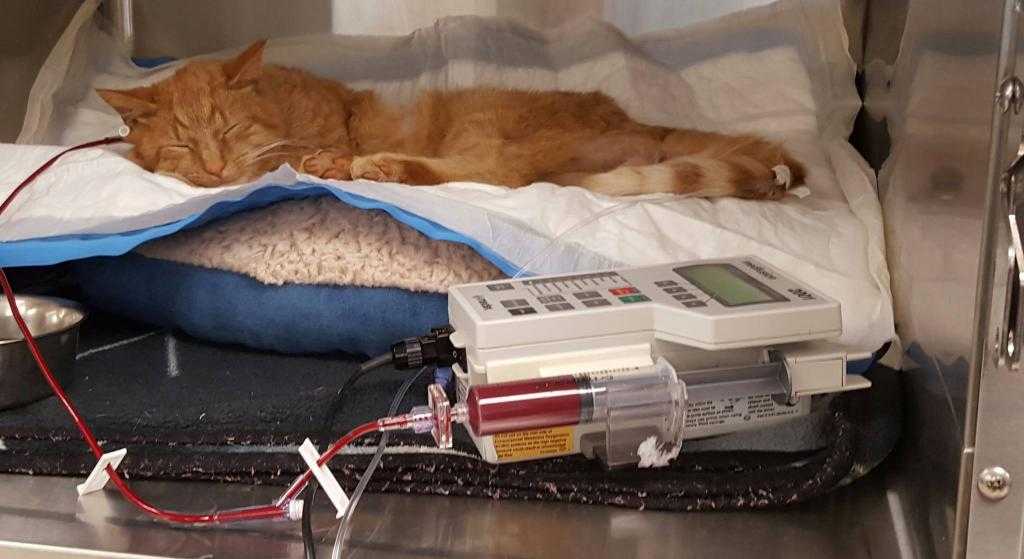 Что делать при внутреннем кровотечении у кошки