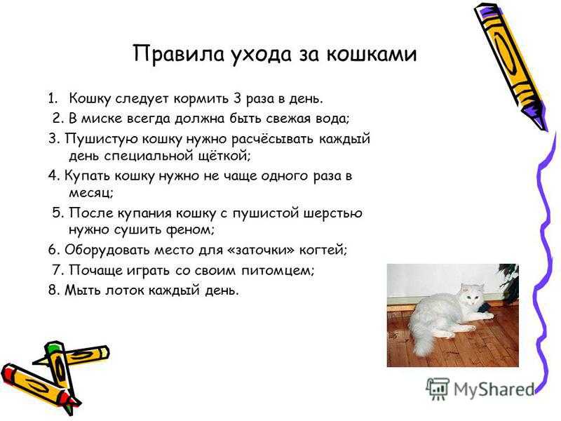 Как правильно вычесывать кошку