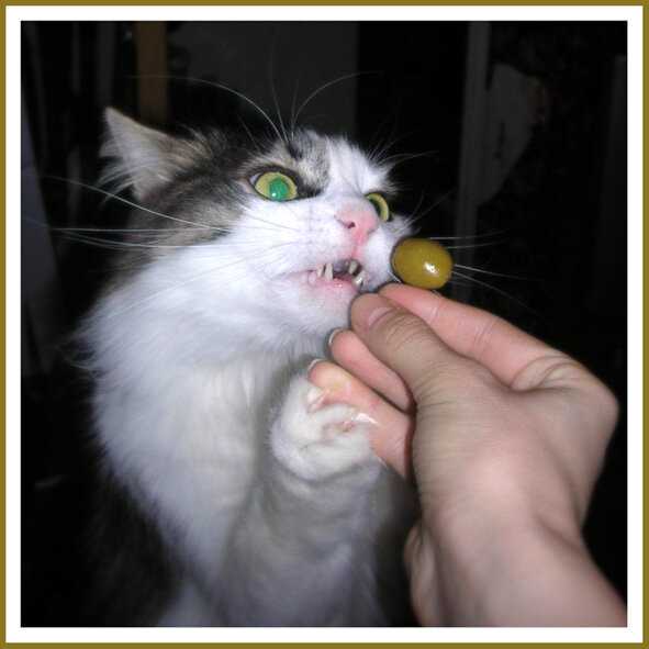Коты любят оливки - причины, можно ли давать