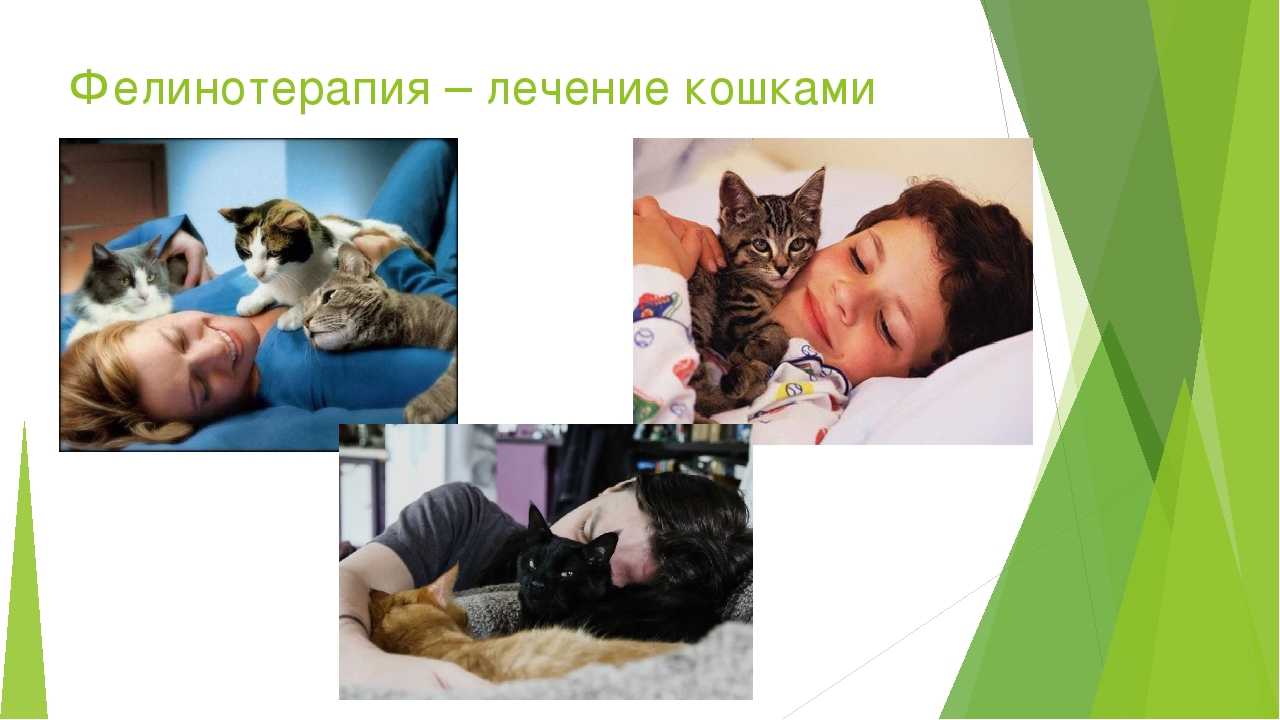 Кошки лечат людей: как называется такое лечение, какие болезни ему поддаются?