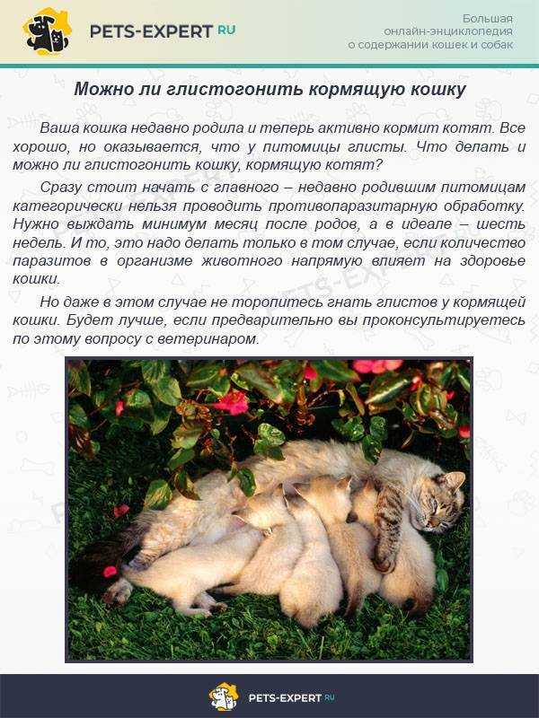Глисты у беременной кошки: что делать и как лечить | звери дома