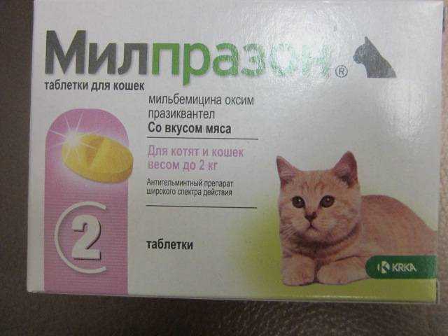 Как давать смекту кошке? рекомендации ветеринара
