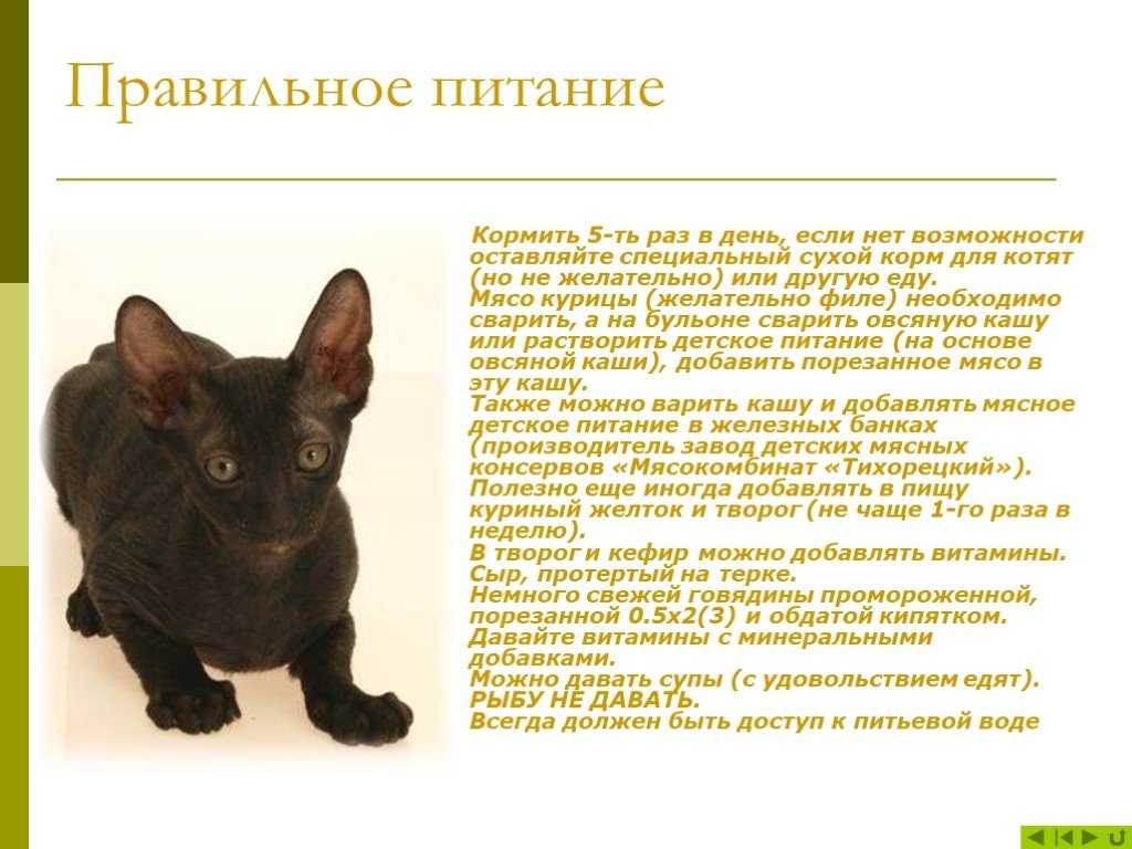 Кот породы корниш рекс внешний вид и характер | котпроглот