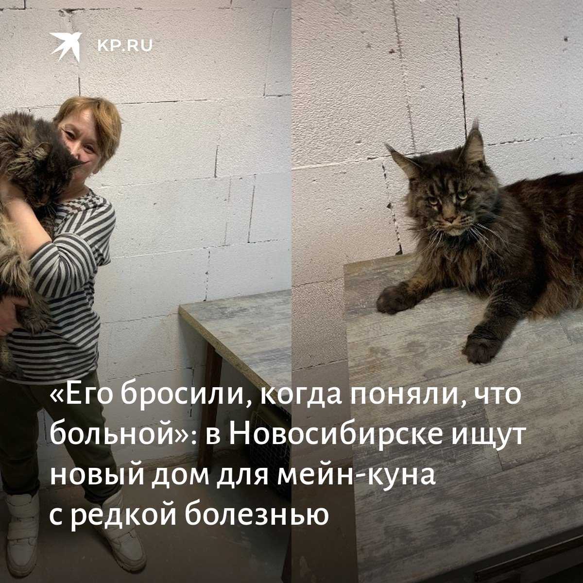 Питание мейн куна - сaramelcat