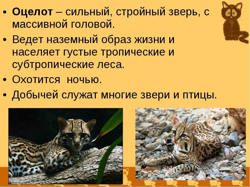 Характеристика оцелоты, среда обитания, опасность исчезновения, кормление / биология | thpanorama - сделайте себя лучше уже сегодня!