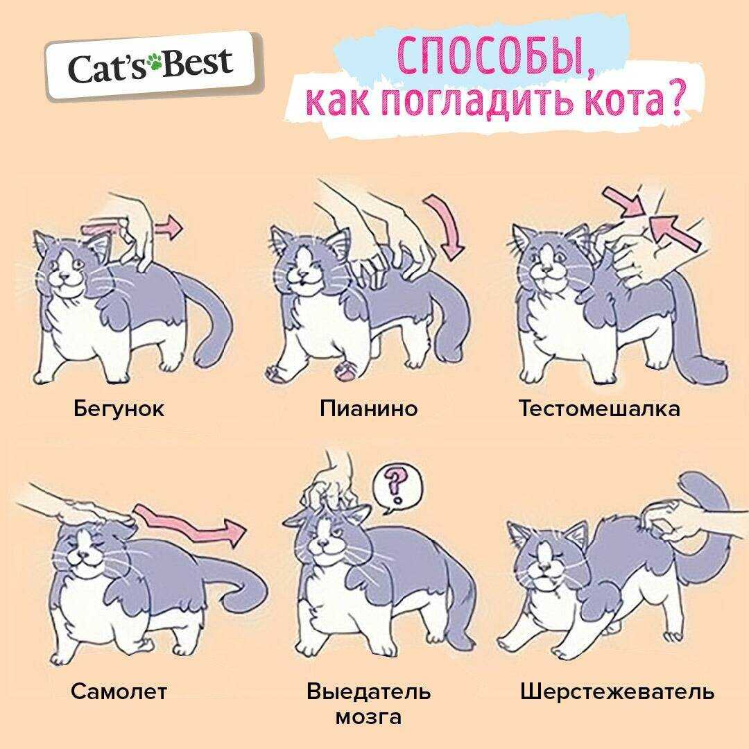 Кот сосет лапу - причины и что делать