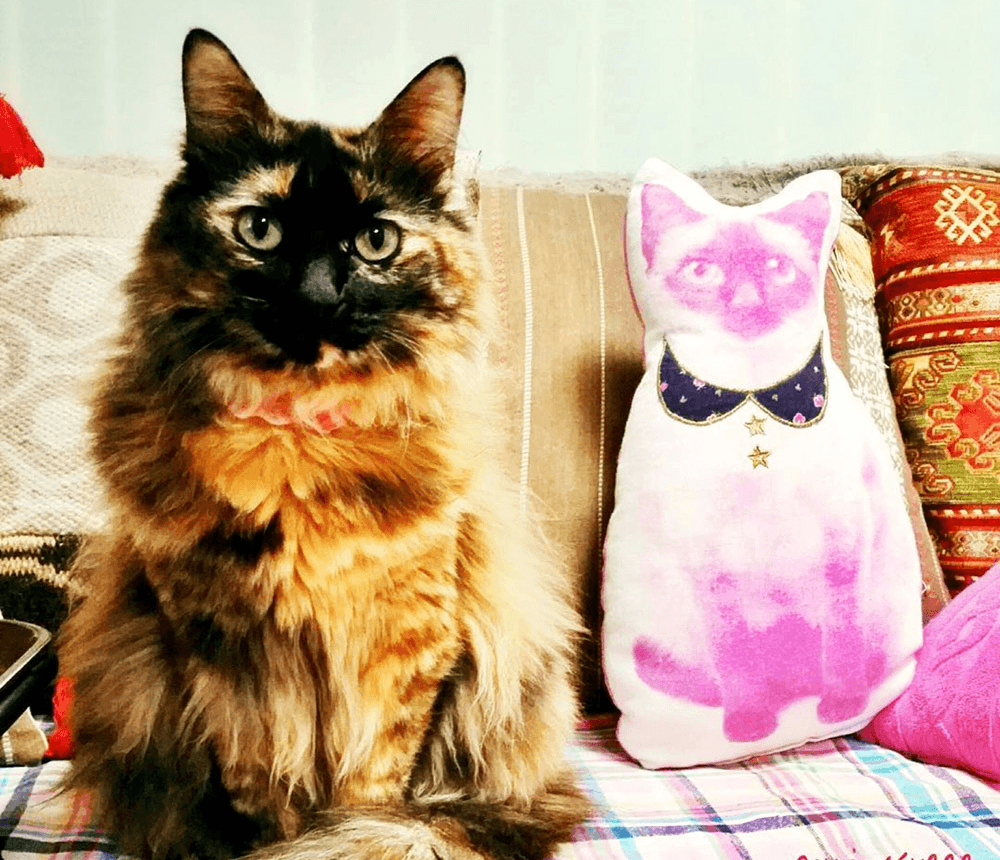 Бывают ли коты-мальчики трёхцветными и что сулит встреча с таким котом